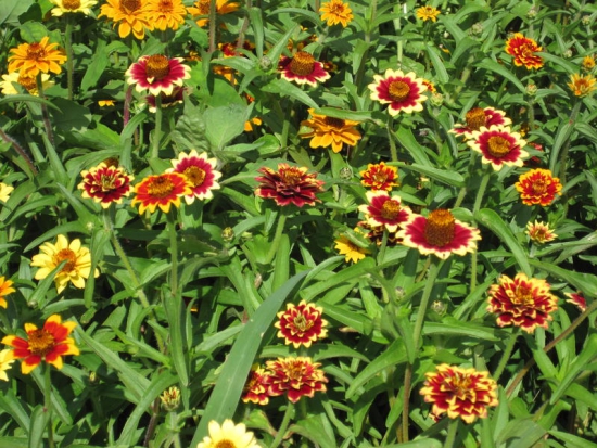  Zinnia nain Angustifolia  ©GrainesdelPaïs