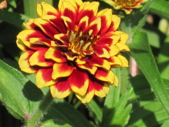  Zinnia nain Angustifolia  ©GrainesdelPaïs