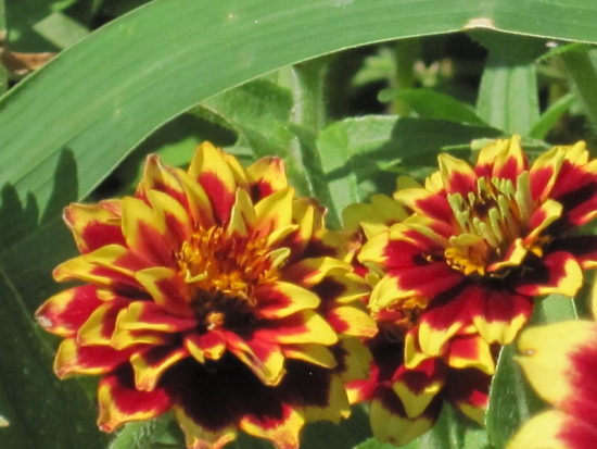  Zinnia nain Angustifolia  ©GrainesdelPaïs