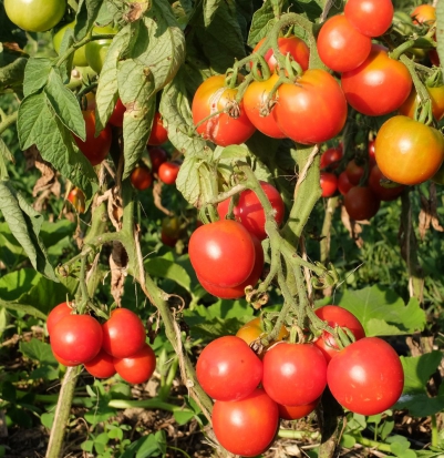 Tomate Précoce de Quimper  ©GrainesdelPaïs
