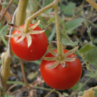 Tomate Précoce de Quimper  ©GrainesdelPaïs