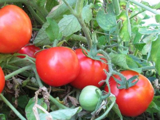 Tomate Maremmano ©GrainesdelPaïs