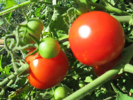 Tomate Maremmano ©GrainesdelPaïs