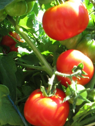 Tomate Maremmano ©GrainesdelPaïs