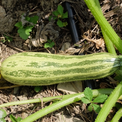Courgette Zolotinca ©GrainesdelPaïs