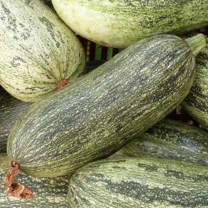 Courgette Zolotinca ©GrainesdelPaïs