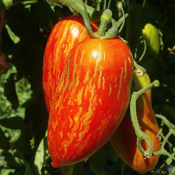 Adolenb Jardin 50pcs de graines de tomates rouges géantes Jardin Balcon Graines De Légumes Fraises Tomates Graines Légumes Juteux Fruits Tomates 