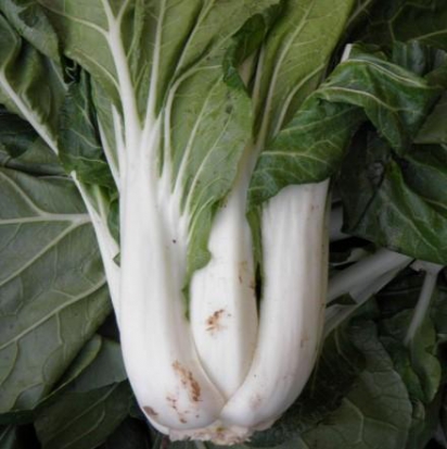 Chou de Chine Pak choi Taisaï  ©GrainesdelPaïs