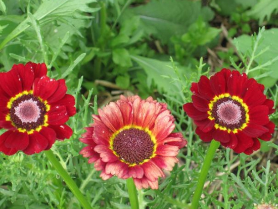 Chrysanthème Tricolore ©GrainesdelPaïs