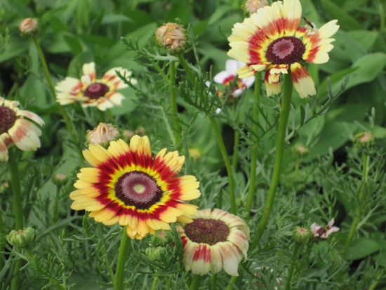 Chrysanthème Tricolore ©GrainesdelPaïs