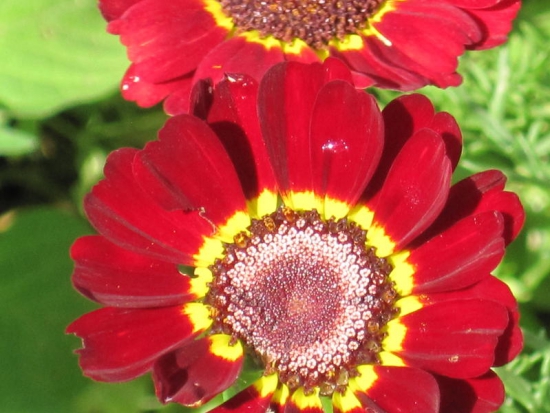 Chrysanthème Tricolore ©GrainesdelPaïs