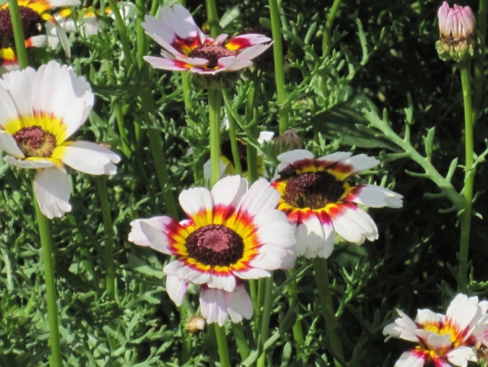 Chrysanthème Tricolore ©GrainesdelPaïs