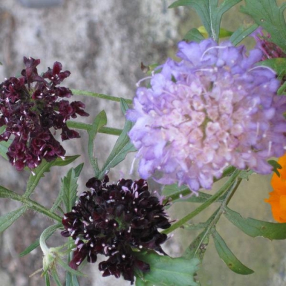  Scabieuse Pourpre foncé en mélange  ©GrainesdelPaïs