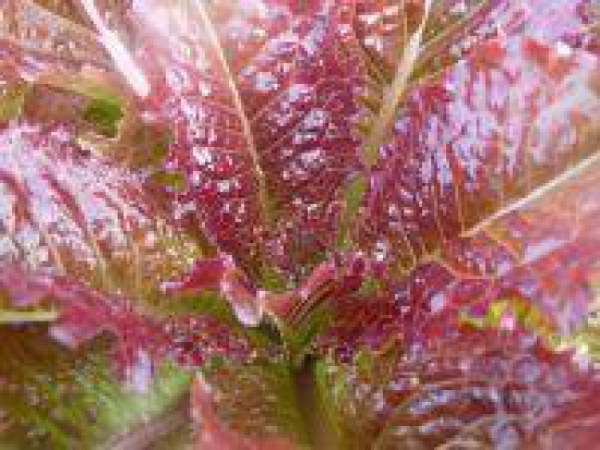 Laitue Integrata red ©Grainesdelpaïs
