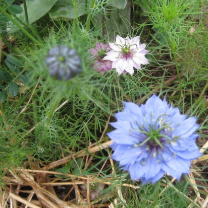 Nigelle de Damas en mélange  ©GrainesdelPaïs