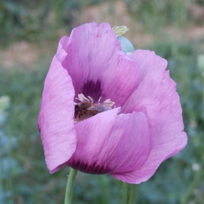 Pavot somnifère Mauve à fleurs simples  ©GrainesdelPaïs