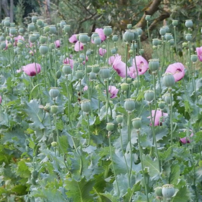 Pavot somnifère Mauve à fleurs simples  ©GrainesdelPaïs