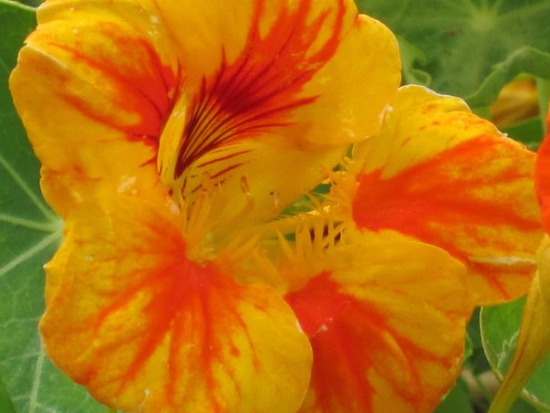 Capucine naine ©GrainesdelPaïs