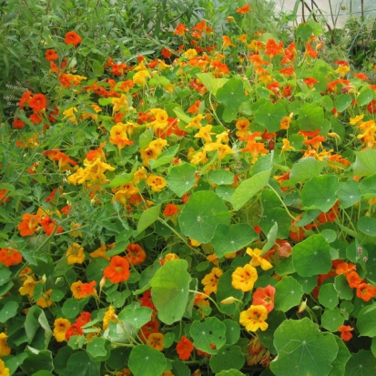 Capucine naine ©GrainesdelPaïs