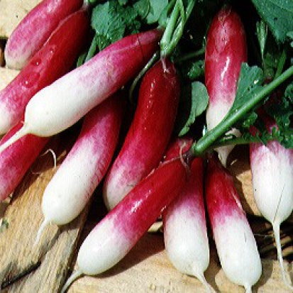 Radis French Breakfast ©GrainesdelPaïs