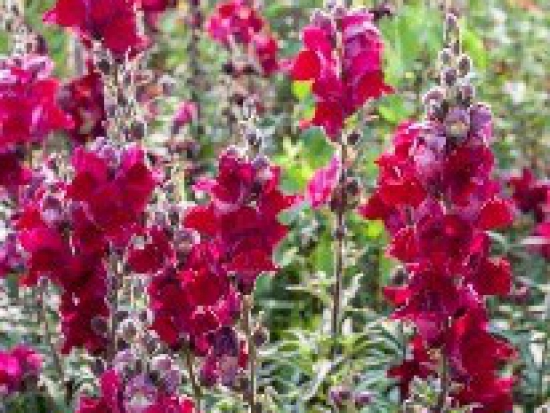 Muflier Rouge foncé  ©GrainesdelPaïs