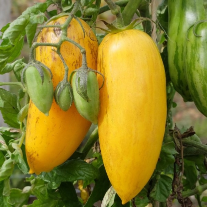 Tomate Romaine Mouchetée jaune ©GrainesdelPaïs