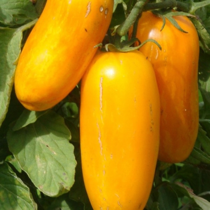 Tomate Romaine Mouchetée jaune ©GrainesdelPaïs