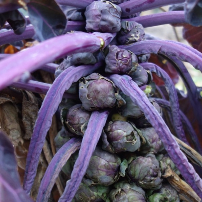 Chou de Bruxelles Rubine  ©GrainesdelPaïs