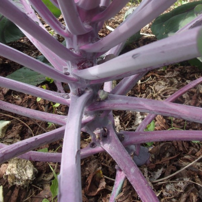 Chou de Bruxelles Rubine  ©GrainesdelPaïs