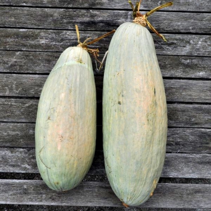 Courge Blue Banana ©GrainesdelPaïs