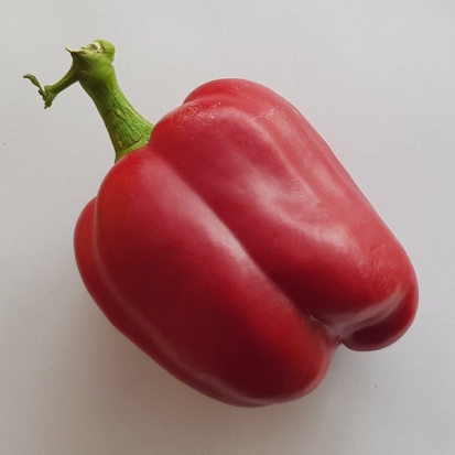 Poivron Prima Bell ©GrainesdelPaïs