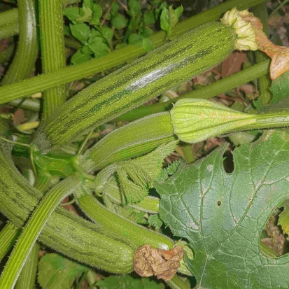 Courgette Nimba ©GrainesdelPaïs