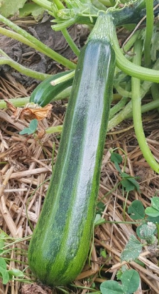 Courgette Nimba ©GrainesdelPaïs