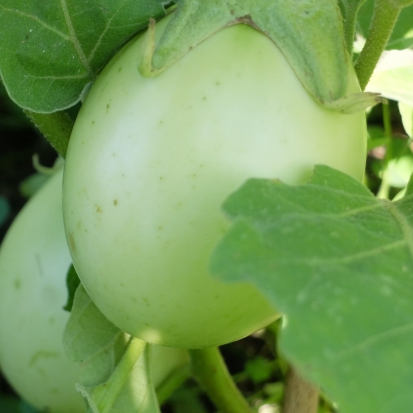FEU 20 -aubergine apple green 2