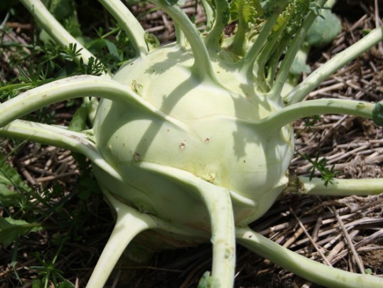 Chou-rave Superschmelz ©GrainesdelPaïs