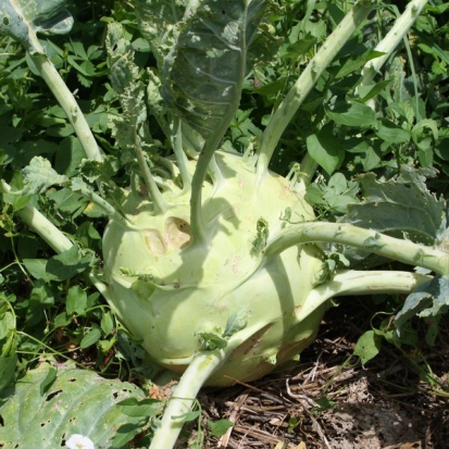 Chou-rave Superschmelz ©GrainesdelPaïs