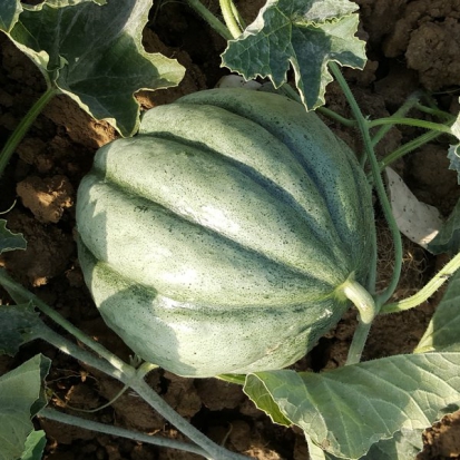 Melon Ancien Vieille France ©GrainesdelPaïs