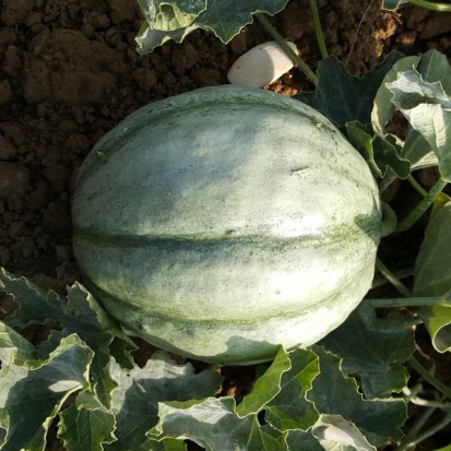 Melon Ancien Vieille France ©GrainesdelPaïs