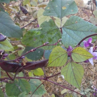 Pois Cuir ©GrainesdelPaïs