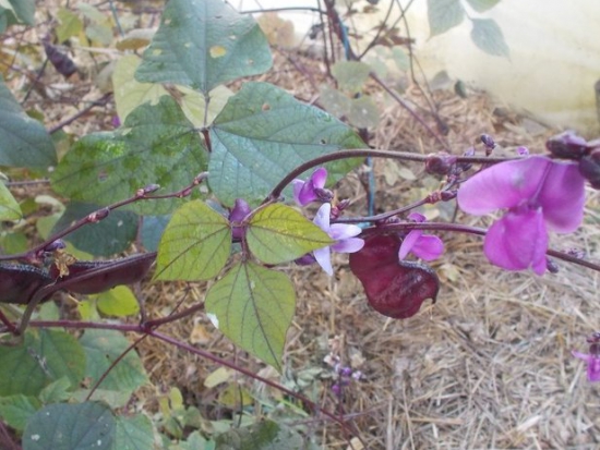 Pois Cuir ©GrainesdelPaïs