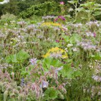 Mélange fleuri ©GrainesdelPaïs