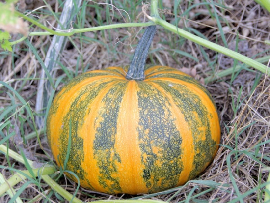 Courge Gleisdorfer Ölkürbis ©GrainesdelPaïs