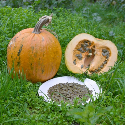 Courge Gleisdorfer Ölkürbis ©GrainesdelPaïs