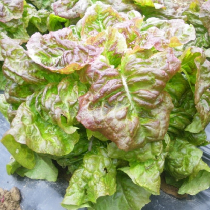 Laitue Frisée d'Amérique ©Grainesdelpaïs
