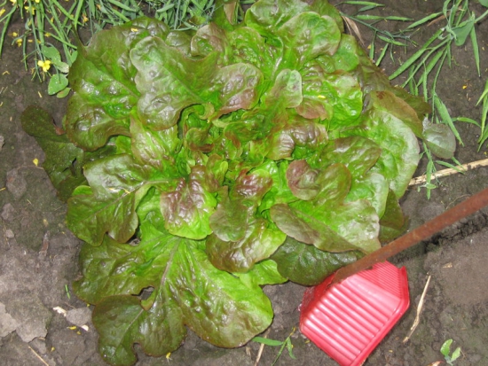 Laitue Frisée d'Amérique ©Grainesdelpaïs
