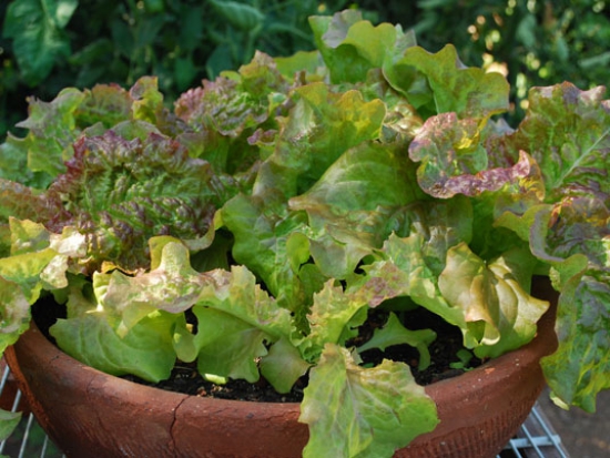 Laitue Frisée d'Amérique ©Grainesdelpaïs