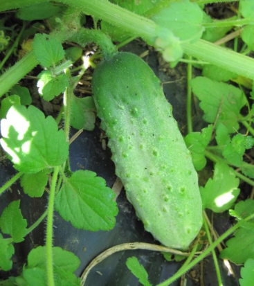 Cornichon Russe  ©GrainesdelPaïs