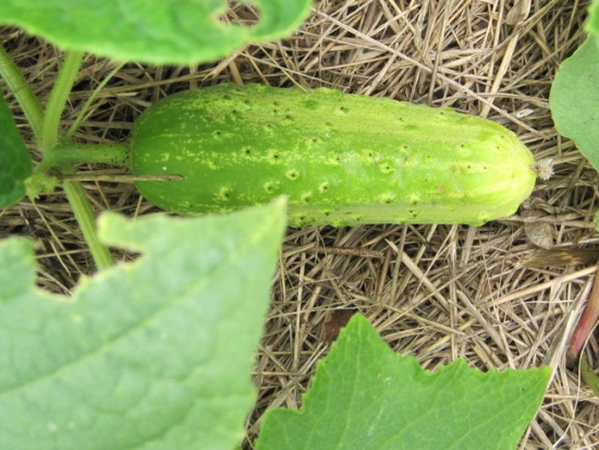 Cornichon Russe  ©GrainesdelPaïs