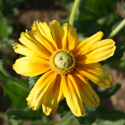 Rudbeckia Sun Prairie  ©GrainesdelPaïs