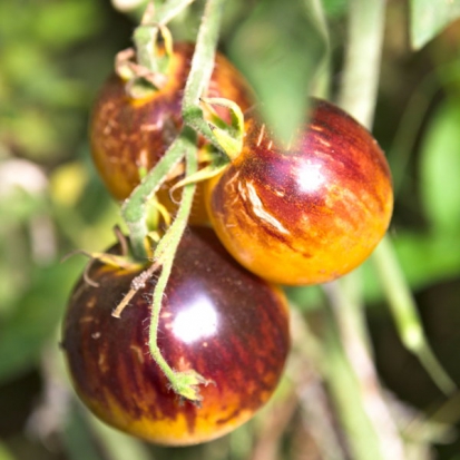 Tomate Stripes of Yore ©GrainesdelPaïs